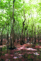 Beautiful autumn landscape with lake in national park of Thailand
