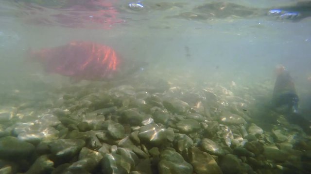 Underwater view of Kokanee Salmon spawning in a small river in Utah