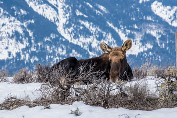 Moose in winter  is laying down on the snow in national park of north of usa