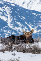 Moose in winter  is laying down on the snow in national park of north of usa