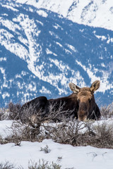 Moose in winter  is laying down on the snow in national park of north of usa