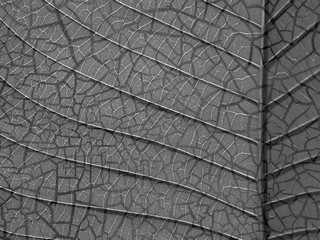 Obraz premium Cracked texture
