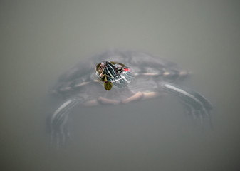 red-eared slider turtle (Trachemys scripta elegans) in pond with head over water outdoor shot 
