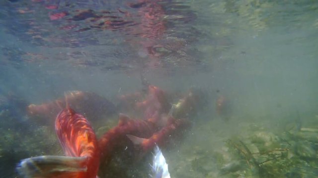 Underwater view of Kokanee Salmon spawning in a small river in Utah