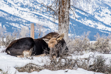 Moose in winter  is laying down on the snow in national park of north of usa