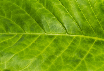 Closeup texture of green coffee leaf background with selective focus