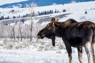The view of Hollywood sign in Los Angeles, California, USA in vintage style background