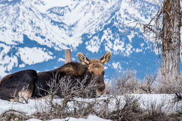 Moose in winter  is laying down on the snow in national park of north of usa