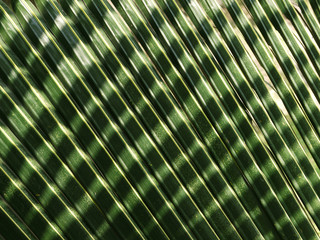 coconut leaves background of tree sunlight