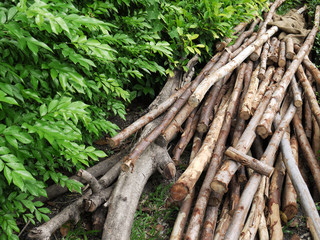 Eucalyptus tree, Pile of wood logs ready for industry
