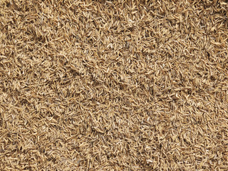 pile of paddy