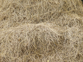 hay dry straw background