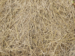 hay dry straw background