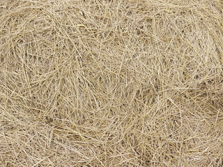 hay dry straw background