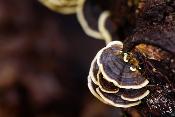 Turkey Tail Fungi