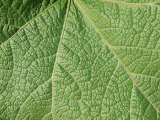 leaf texture