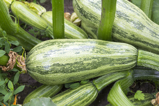 Zucchini grows on a bed