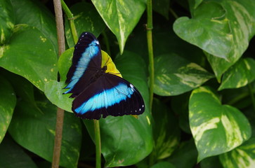Butterfly black and blue wings open