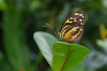 Butterfly orange and black wings folded green leaves