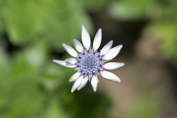 Beautiful young purple chrysanthemum flowers in the garden