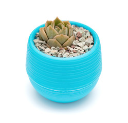 pot of green succulent plant on a white background