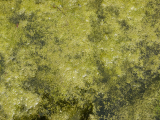Green algae growing on the water's surface