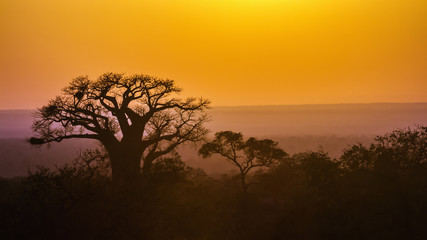 Fototapeta na wymiar in Kruger National park, South Africa