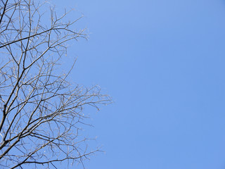 dry tree with blue sky