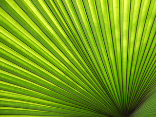 Fototapeta premium Texture of Green palm Leaf background