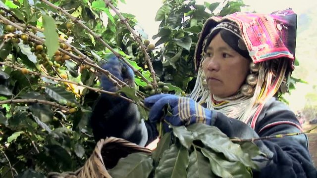 Harvesting Caturra Coffee