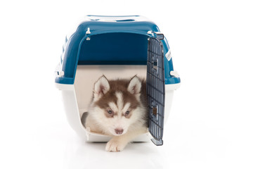 siberian husky puppy in travel box o