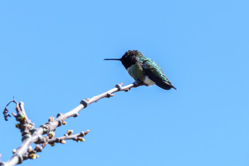 green small hummingbird bird on the branch against clean blue sky