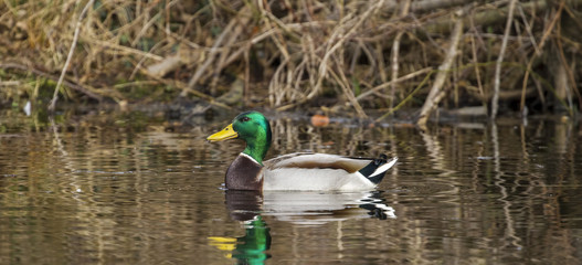 Fototapeta premium Mallard duck-Waterbird of Europe prefer living in lakes