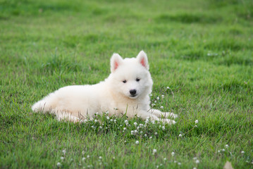 Cute White siberian husky puppy on grass