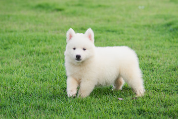 Naklejka na ściany i meble Cute White siberian husky puppy on grass
