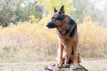 German shepherd dog in a autumn day
