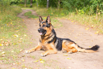 Dog german shepherd in the forest