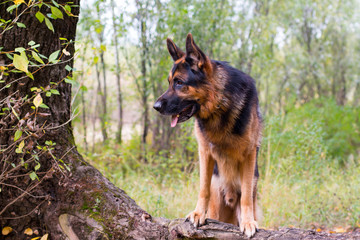 Dog german shepherd in the forest