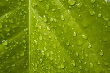 Texture of a green leaf with drops of water on the surface