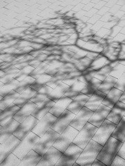 Tree shadow on tile floor