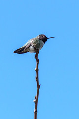 green small hummingbird bird on the branch against clean blue sky