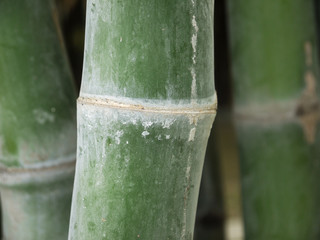 bamboo closeup