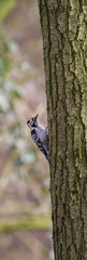 Middle Spotted Woodpecker  looking for food in tree trunk.