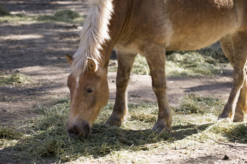 Fototapeta premium Two Horses