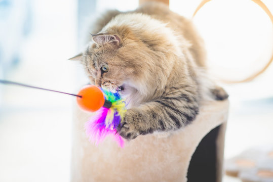 Cute Persian Cat Playing Toy