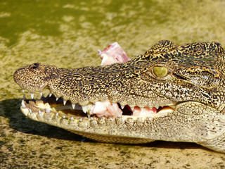Crocodile eats chickens