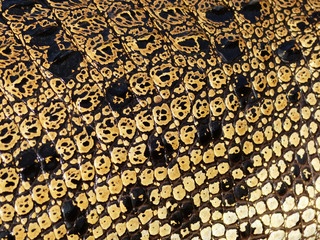 Crocodile skin texture