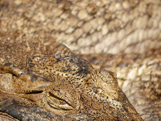 Crocodile Eyes Detail Close Up