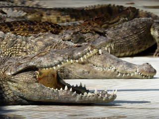 Crocodile with open mouth