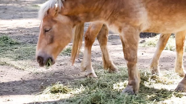 Two Horses
